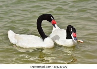 Black Necked Swan