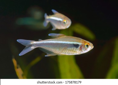 Black Neon Tetra Fish