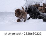 Black newfoundland and brown newfoundland puppy playing in the snow