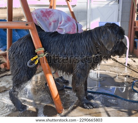Black Newfoundland Dog being washing. 