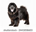 black Newfoundland dog - Canis Lupus familiaris - large breed of working dog isolated on white background looking at camera close up of face and head