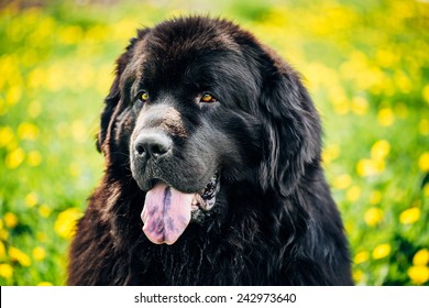 Black Newfoundland Dog Portrait In Summer Meadow. Outdoor Close Up Portrait On Green Grass Background