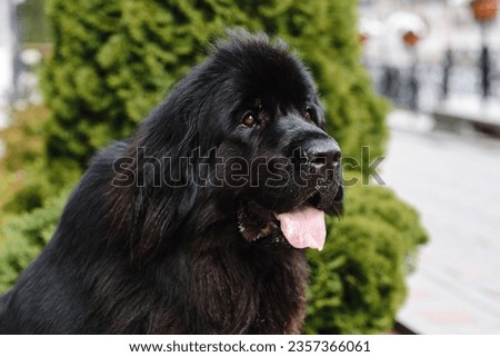black newfoundland dog sitting in city alley in summer day, tongue out, dogwalking concept, closeup view