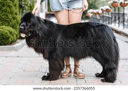black newfoundland dog standing with girl owner in denim shorts and jacket in city alley in summer day, tongue out, dogwalking concept