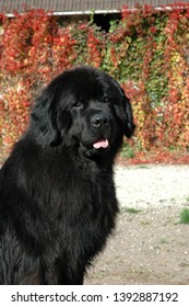 Black Newfoundland Water Rescue Dog