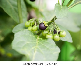 Black Nightshade