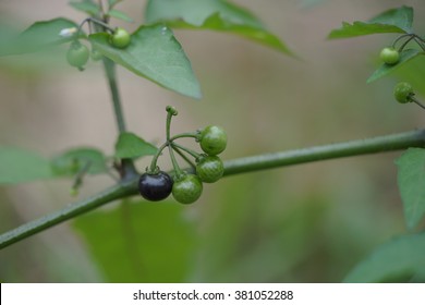 Black Nightshade Berry Fruit