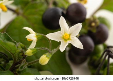 Black nightshade plant isolated on white background