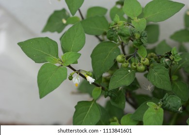 "Black nightshade" is seen  in the streets
