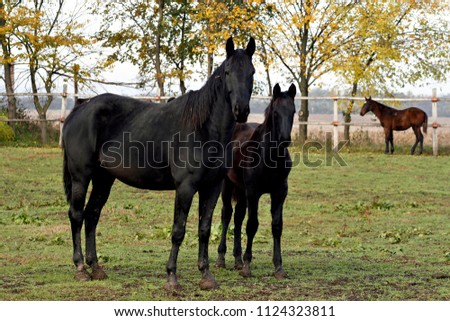 Similar – Foto Bild Zaungast Freizeit & Hobby