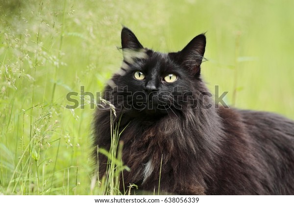 Black Norwegian Forest Cat Female Stockfoto Jetzt Bearbeiten