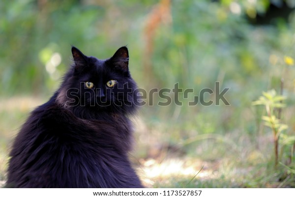 Black Norwegian Forest Cat Looking Over Stock Photo Edit Now