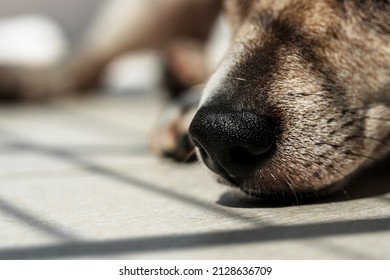 Black nose with big nostrils on muzzle of dog jack russell terrier lying on floor close up - Shutterstock ID 2128636709