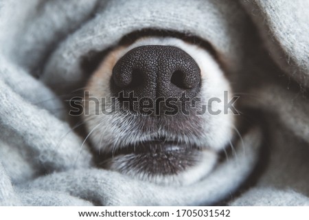 Black nose of welsh corgi pembrok dog covered in grey material scarf. autumn season spanding time. cozyness and funny dog