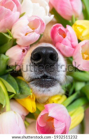 Black nose of welsh corgi pembrok funny dog in spring flowers pink, white and yellow tulips. spring and summer blooming and allergy season. High quality photo