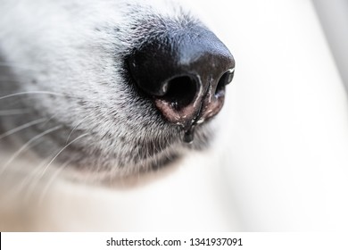 Black Nose Of A White Dog Close Up. Husky Nose