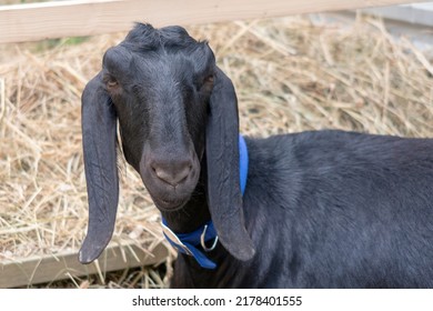 Black Nubian Goat With Blue Collar Portrait. Looking At The Camera. Hay In Background. Selective Focus.