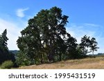 Black Oak at Fort Yamhill Oregon