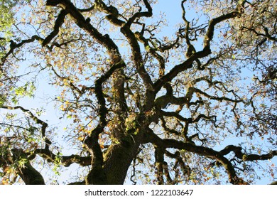 Black Oak Tree Against A Clear Blue Sky In The Russian River Valley Of Northern California