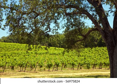 Black Oak Tree And Vineyard In Shenandoah Valley, California.