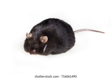 Black Obese Mouse