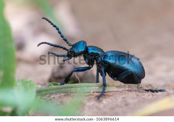 横顔に黒いカブトムシ メロエ プロスカラバウス の女性 単生蜂の巣寄生虫であるメロ科のヨーロッパの甲虫 の写真素材 今すぐ編集