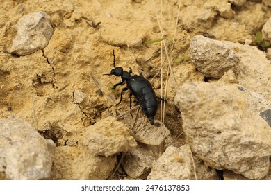 Black Oil-beetle crawling, walking on a rocky sandy ground (Meloe proscarabaeus) - Powered by Shutterstock