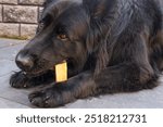 Black Old German Shepherd is lying chewing on a piece of yak bone.