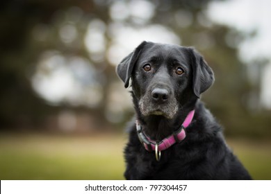 Black Old Labrador Retriever In The Park