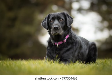 Black Old Labrador Retriever In The Park