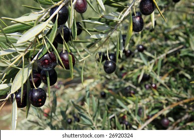 Black Olive Trees With Ripening Fruit In California