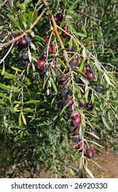 Black Olive Trees With Ripening Fruit In California, Vertical