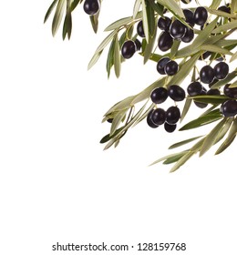 Black olives in olive tree branch isolated on a white background