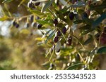 Black olives ready for harvest in olive trees garden at farm