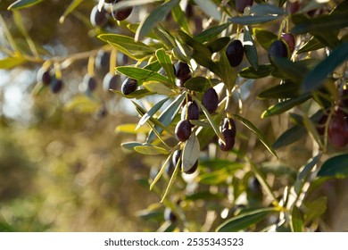 Black olives ready for harvest in olive trees garden at farm