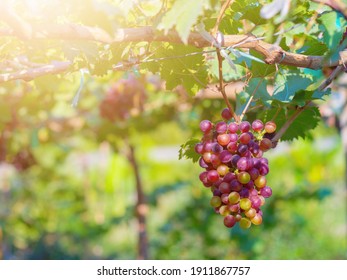 Black Opor Grapes It is a seedless grape with a special flavor that is popular. Of consumers today