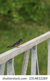 Black and orange Bullocks oriole bird perched on wooden hand rail outdoors. Small blackbird with blurred green background