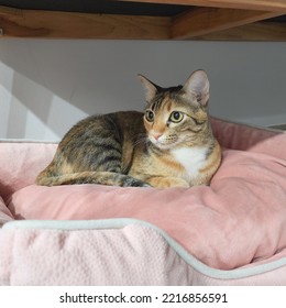 Black And Orange Cat Laying Down On The Pink Bed Under The Chair