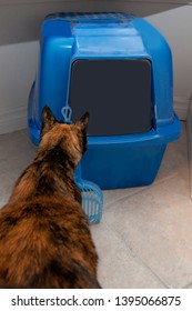  A Black And Orange Cat Sits In Front Of Their Litter Box, Looking At It Curiously 