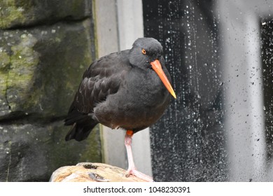 Black Birds With Orange Beak And Orange Feet Images Stock 