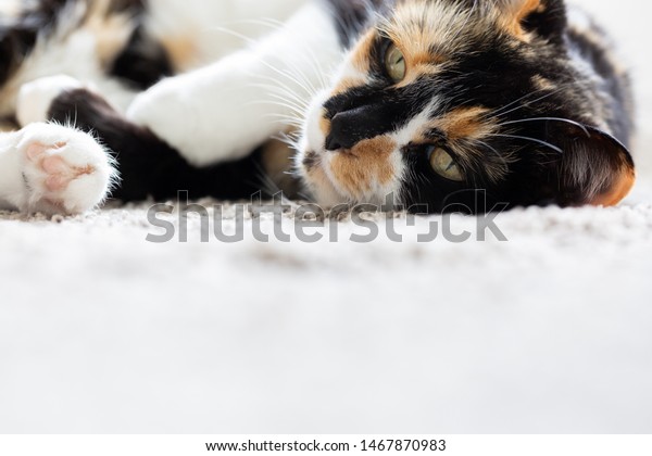 Black Orange White Short Hair Calico Stock Photo Edit Now 1467870983