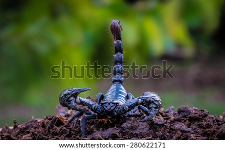 The Black Orc Scorpion, the deadly giant scorpion searches for terrestrial creatures that live on brown soil for a poisonous haze that is dangerous to humans, The back is natural, blurred green.