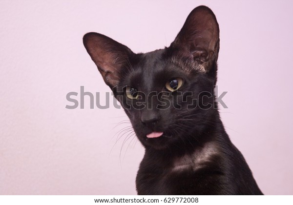 Black Oriental Cat Stock Photo Edit Now 629772008