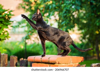 Oriental Shorthair Images Stock Photos Vectors Shutterstock