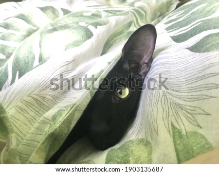 Black oriental curious cat looking from green blanket