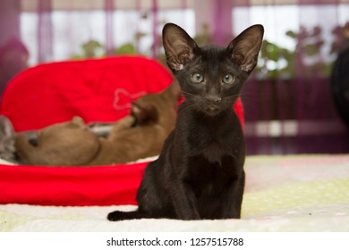 Oriental Kitten Images Stock Photos Vectors Shutterstock