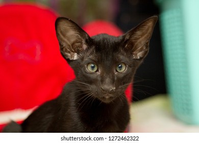 Oriental Kitten Images Stock Photos Vectors Shutterstock