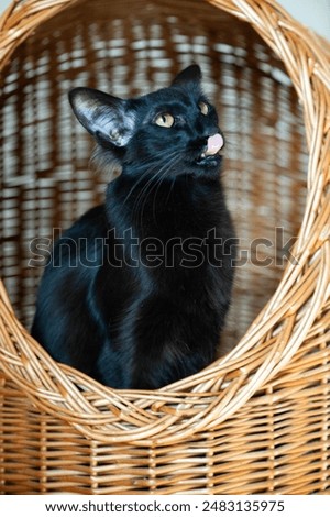 Similar – Cat sitting in a cat bed on a couch