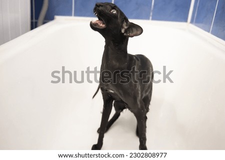 Similar – Black funny cat wet in bath