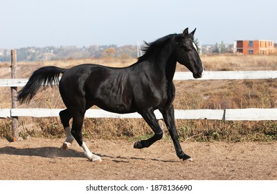 836 Orlov Trotter Horse Images, Stock Photos & Vectors | Shutterstock